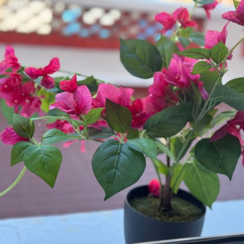 las terrazas de manzanera 2